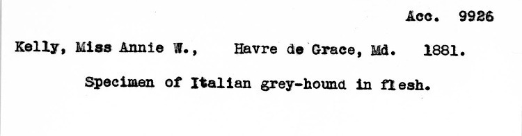 Image of file on record for a Greyhound specimen received as a gift from Anne Kelly of Havre de Grace in 1881 at the Smithsonian.