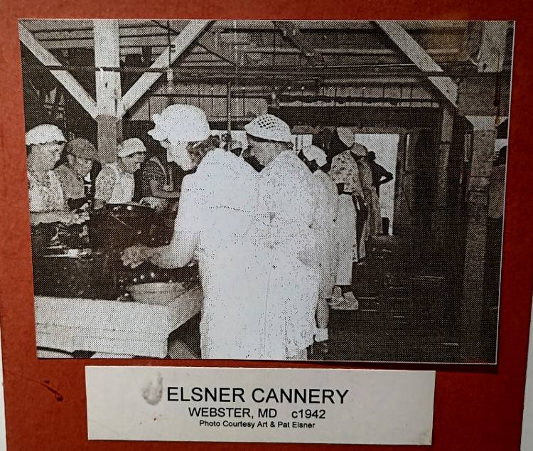 Women working at the Elsner Cannery in Webster, MD 1942 - Steppingstone Museum, Havre de Grace